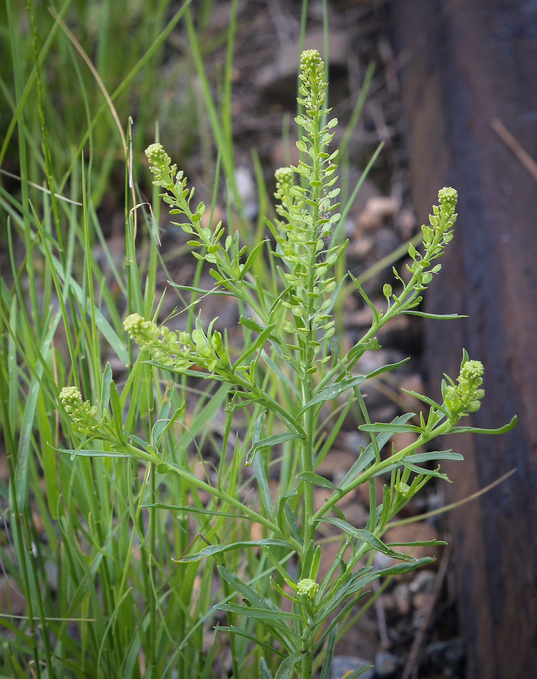Image of Lepidium densiflorum specimen.