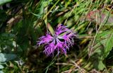 Dianthus superbus