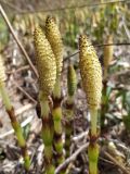 Equisetum telmateia. Верхушки побегов со стробилами. Краснодарский край, городской округ Сочи, Центральный р-н, Мамайский лесопарк, опушка леса. 07.04.2021.