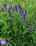 Nepeta strictifolia