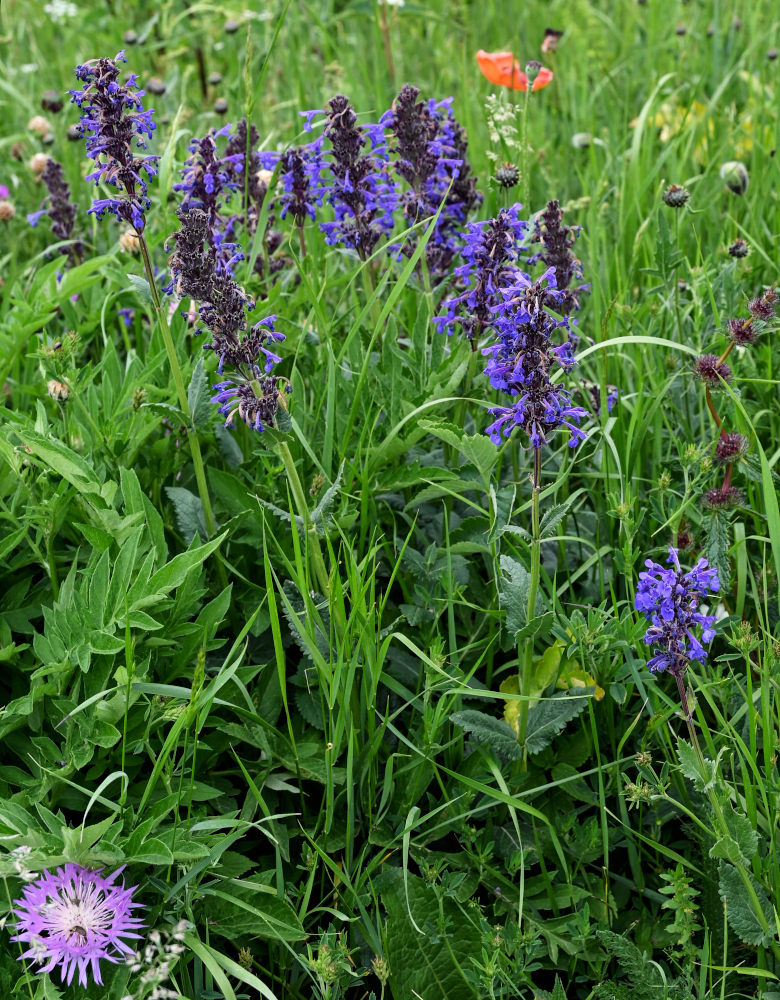 Изображение особи Nepeta strictifolia.