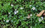 Chaenostoma cordatum. Цветущие растения. Москва, Нескучный сад, в культуре. 28.09.2014.