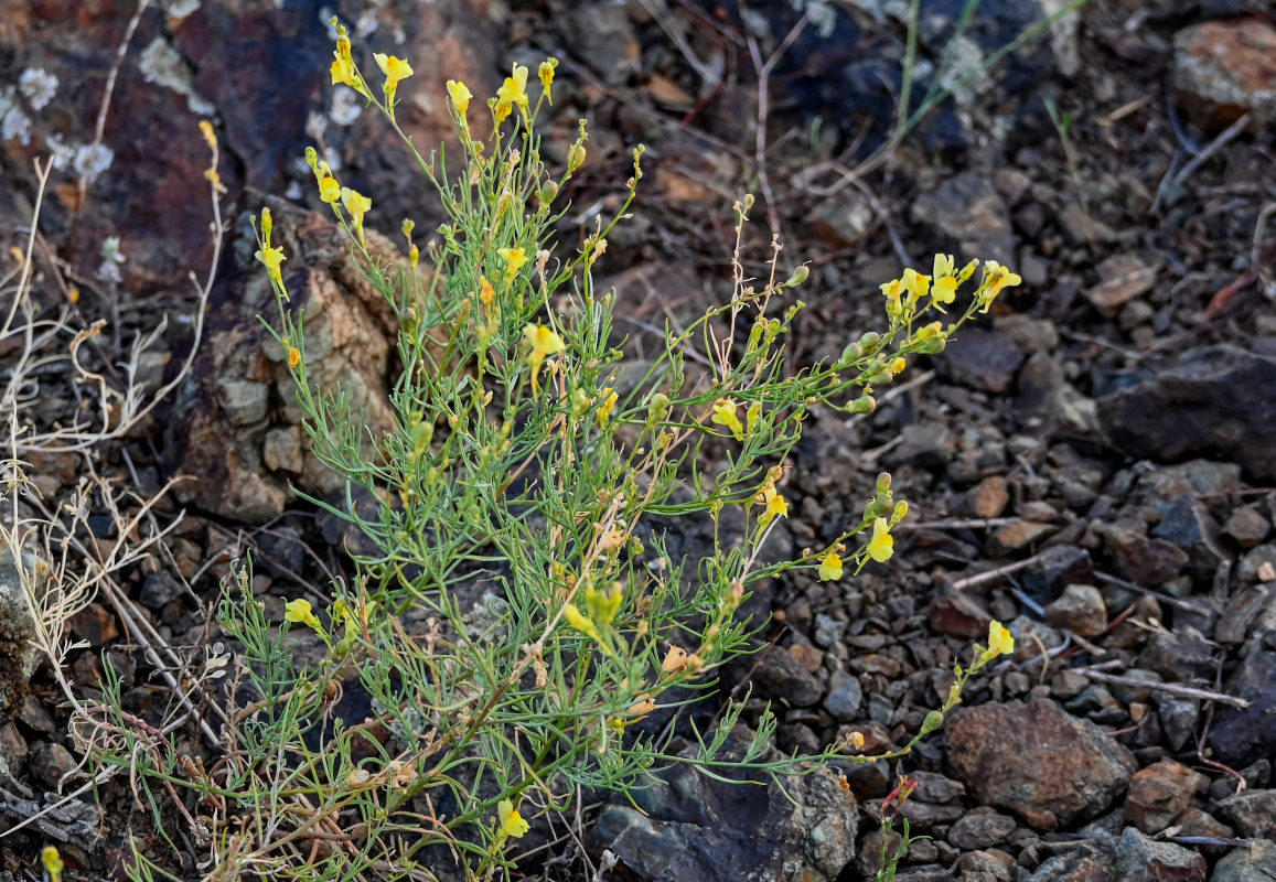 Изображение особи Linaria uralensis.