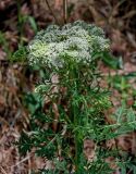 Pleurospermum uralense. Верхушка цветущего растения. Красноярский край, Шушенский р-н, национальный парк \"Шушенский Бор\", ≈ 700 м н.у.м., смешанный лес. 11.06.2022.