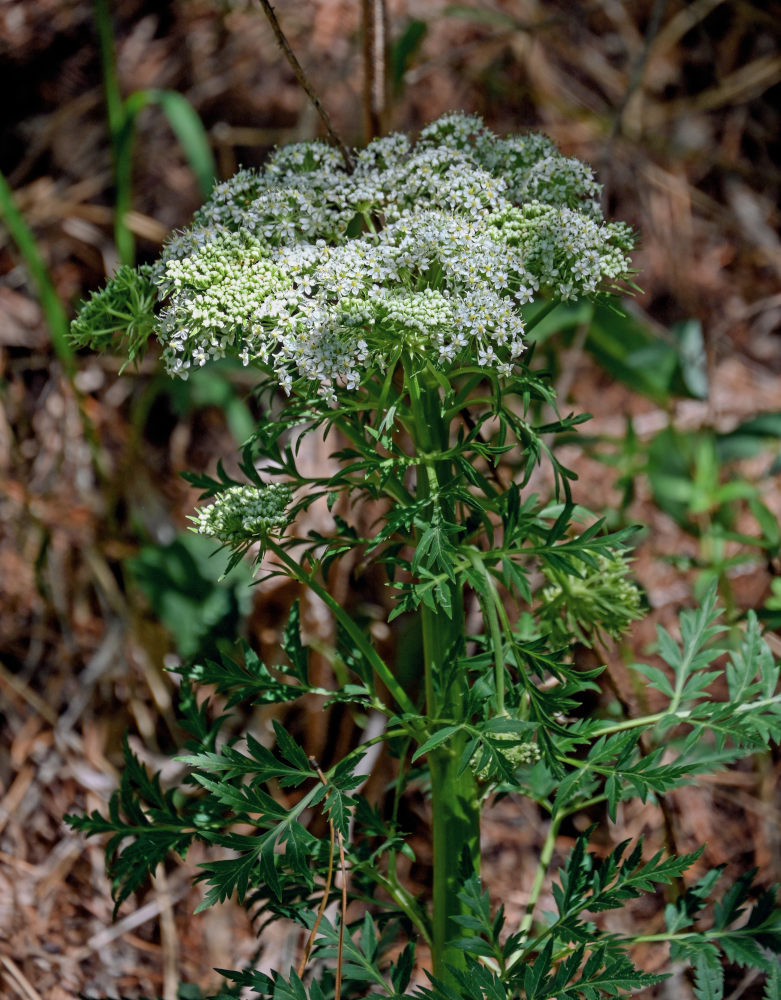 Image of Pleurospermum uralense specimen.