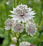 Astrantia major. Верхушка цветущего растения. ФРГ, земля Баден-Вюртемберг, г. Штутгарт, Киллесбергпарк (Höhenpark Killesberg). Июль.