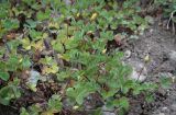 Oxalis corniculata