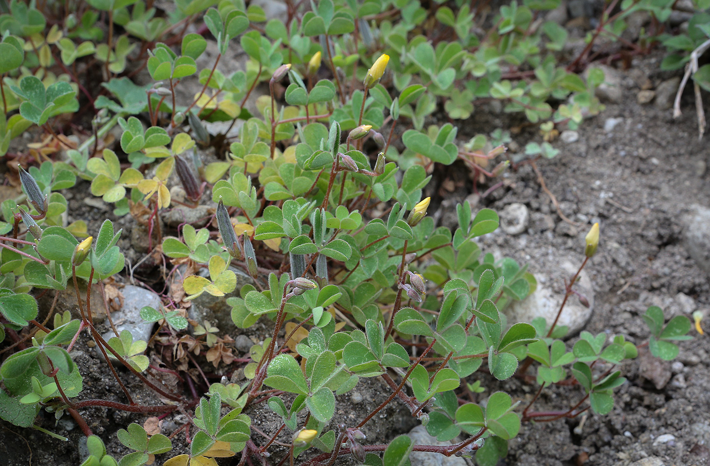 Изображение особи Oxalis corniculata.