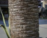 Phoenix canariensis