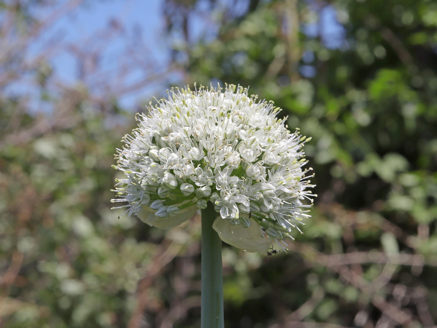 Image of Allium cepa specimen.