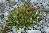 Saxifraga oppositifolia. Плодоносящее и повторно цветущее растение на приречном галечнике. Кольский п-ов, Хибины, долина р. Вудъяврйок. 11.08.2010.