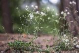 Silene italica. Цветущие растения. Карачаево-Черкесия, Карачаевский р-н, г. Теберда, сосновый лес. 21.06.2024.