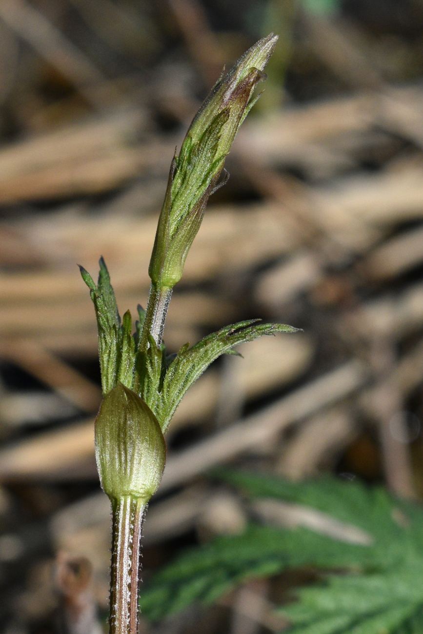 Image of Humulus lupulus specimen.