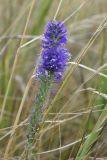 Veronica spicata