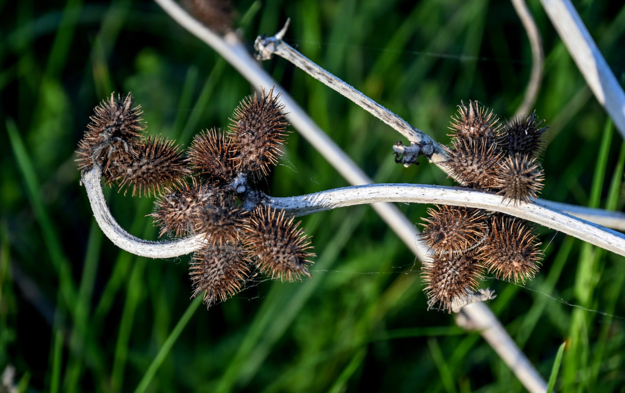 Image of Xanthium orientale specimen.