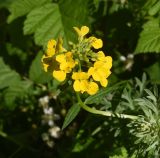 Erysimum aureum