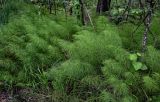 Equisetum sylvaticum