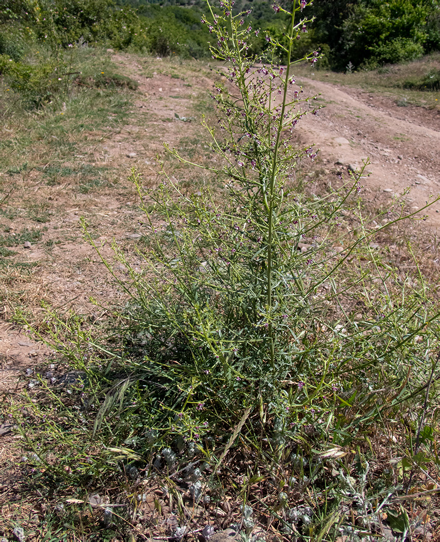 Image of Scrophularia bicolor specimen.