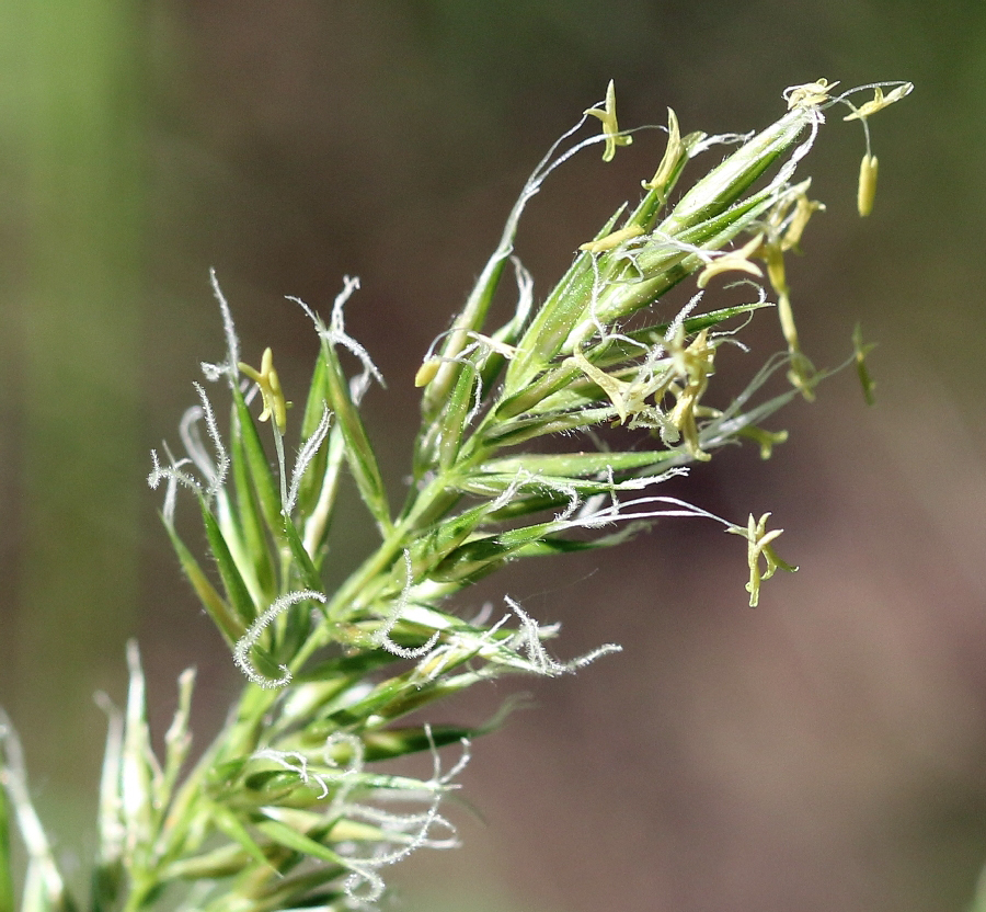 Image of Anthoxanthum odoratum specimen.