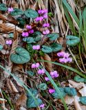 Cyclamen coum