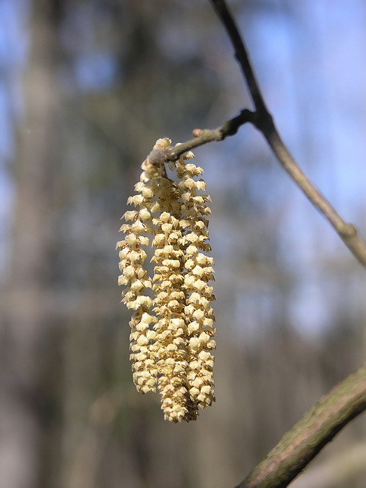 Image of Corylus avellana specimen.