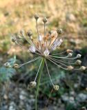Allium inaequale