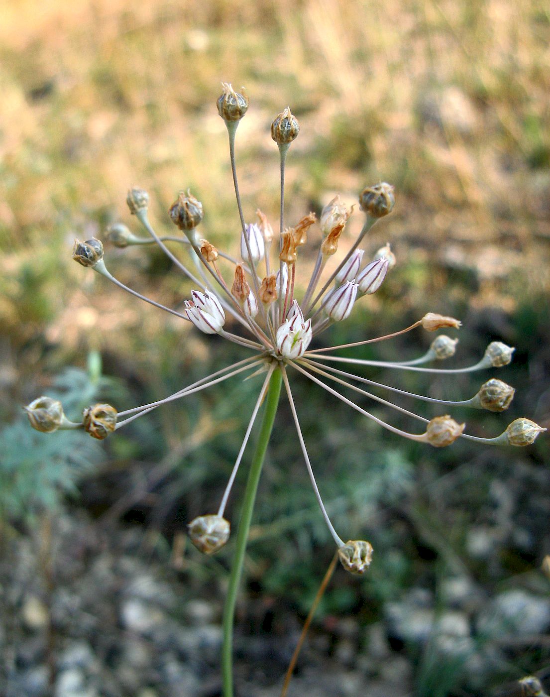 Image of Allium inaequale specimen.