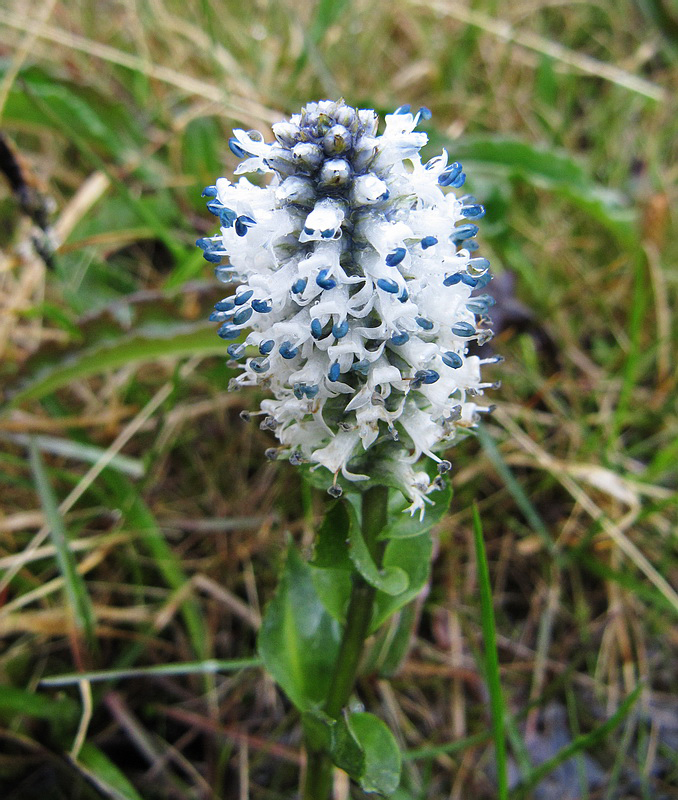 Image of Lagotis minor specimen.