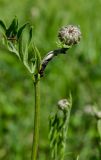 unknown species. Верхушка побега с развивающимся соцветием, тлями и муравьем. Оренбургская обл., Кувандыкский муниципальный округ, степной склон. 28 мая 2024 г.