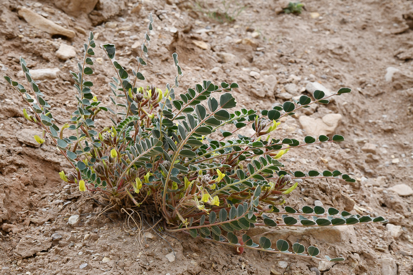 Image of genus Astragalus specimen.