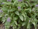 genus Myosotis