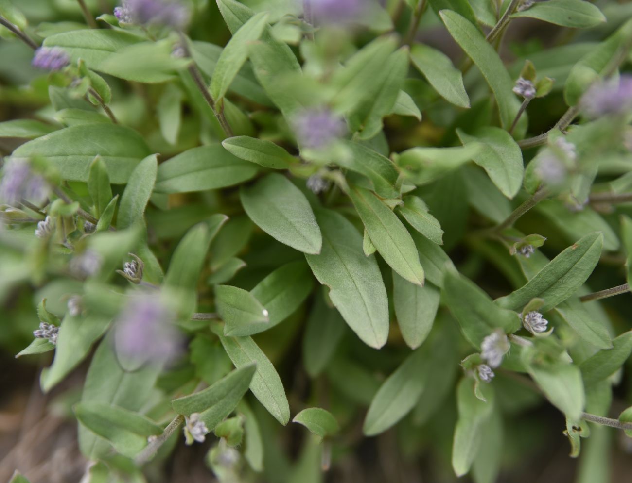 Image of genus Myosotis specimen.