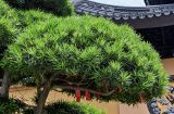 Podocarpus macrophyllus. Верхушки ветвей. Китай, г. Шанхай, в культуре. 25.05.2025.