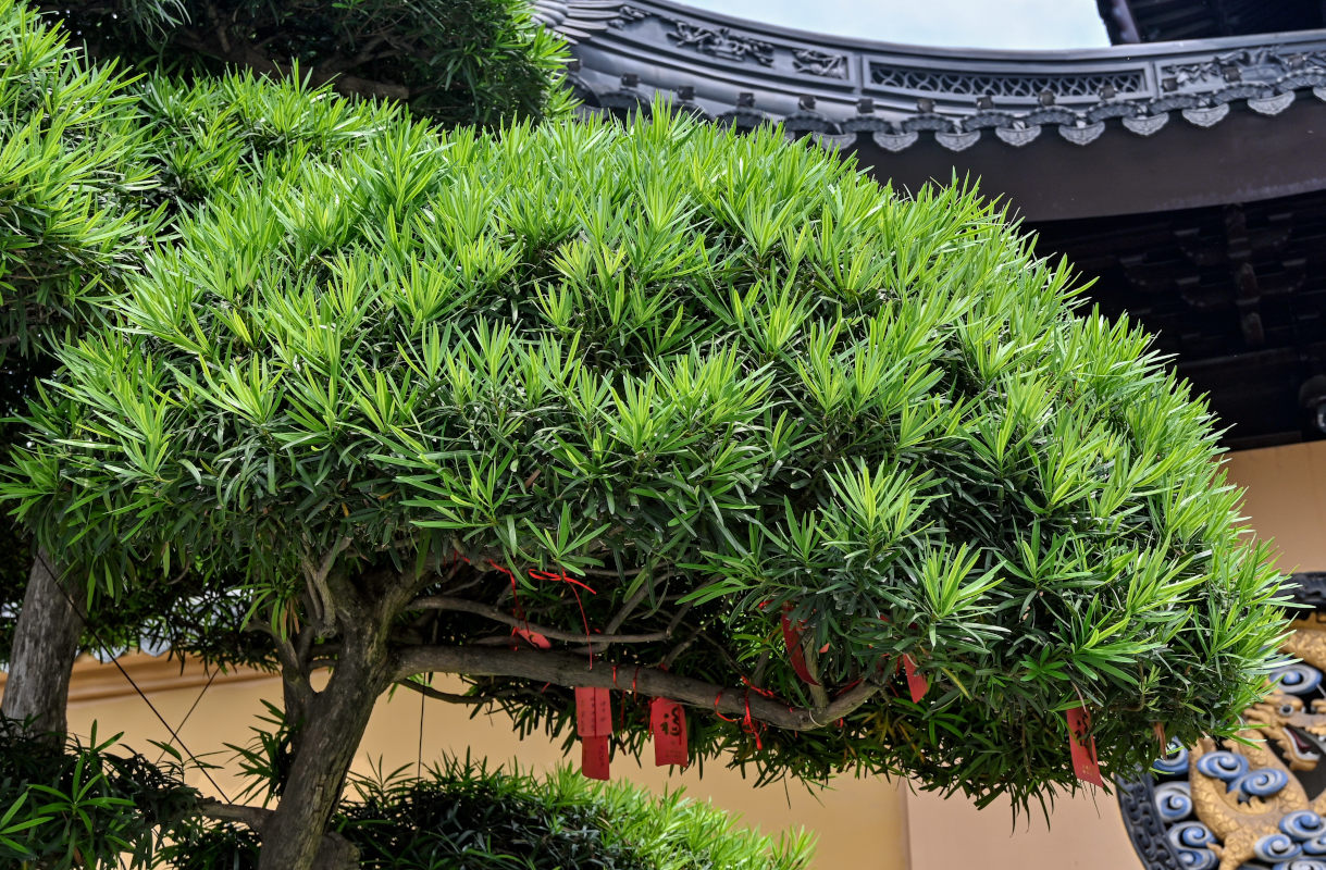 Image of Podocarpus macrophyllus specimen.