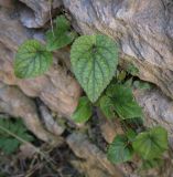 Viola alba разновидность violacea. Вегетирующее растение. Абхазия, окр. г. Новый Афон, вершина Иверской горы, подпорная крепостная стена. 12.06.2025.