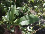 genus Salix