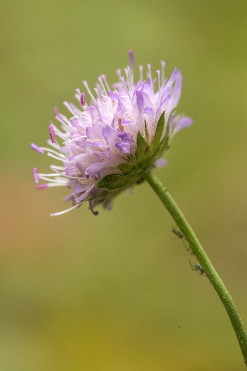 Image of Knautia arvensis specimen.