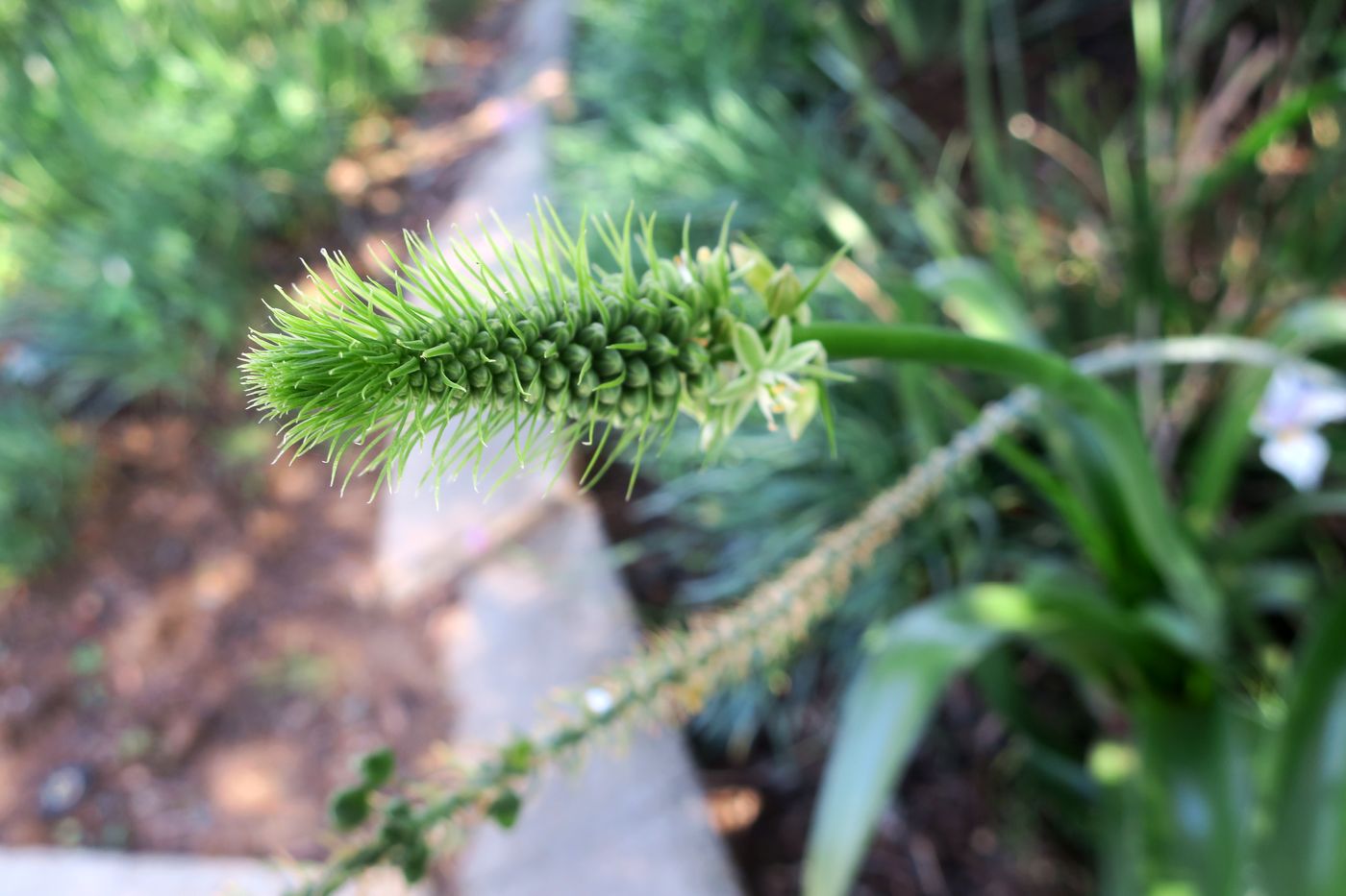 Image of genus Albuca specimen.
