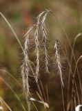 Elymus sibiricus. Cухие соплодия. Приморский край, Уссурийский ГО, окр. ж.-д. пл. 9194 км, дол. р. Раздольная на левом берегу, пойма, песчано-галечниковые отложения. 22.09.2025.