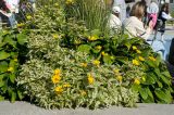 Heliopsis helianthoides. Цветущие растения (пестролистная форма). Пермь, Ленинский р-н, набережная Камы, в озеленении. 1 сентября 2024 г.