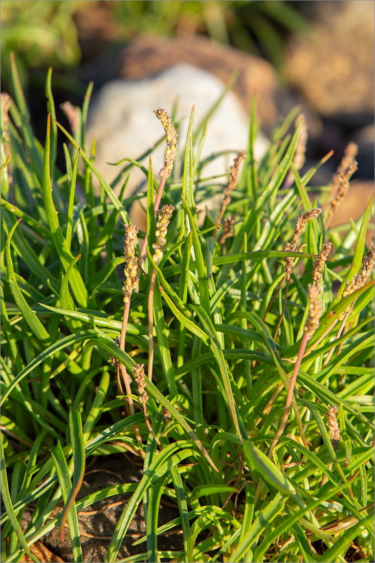 Изображение особи Plantago maritima.
