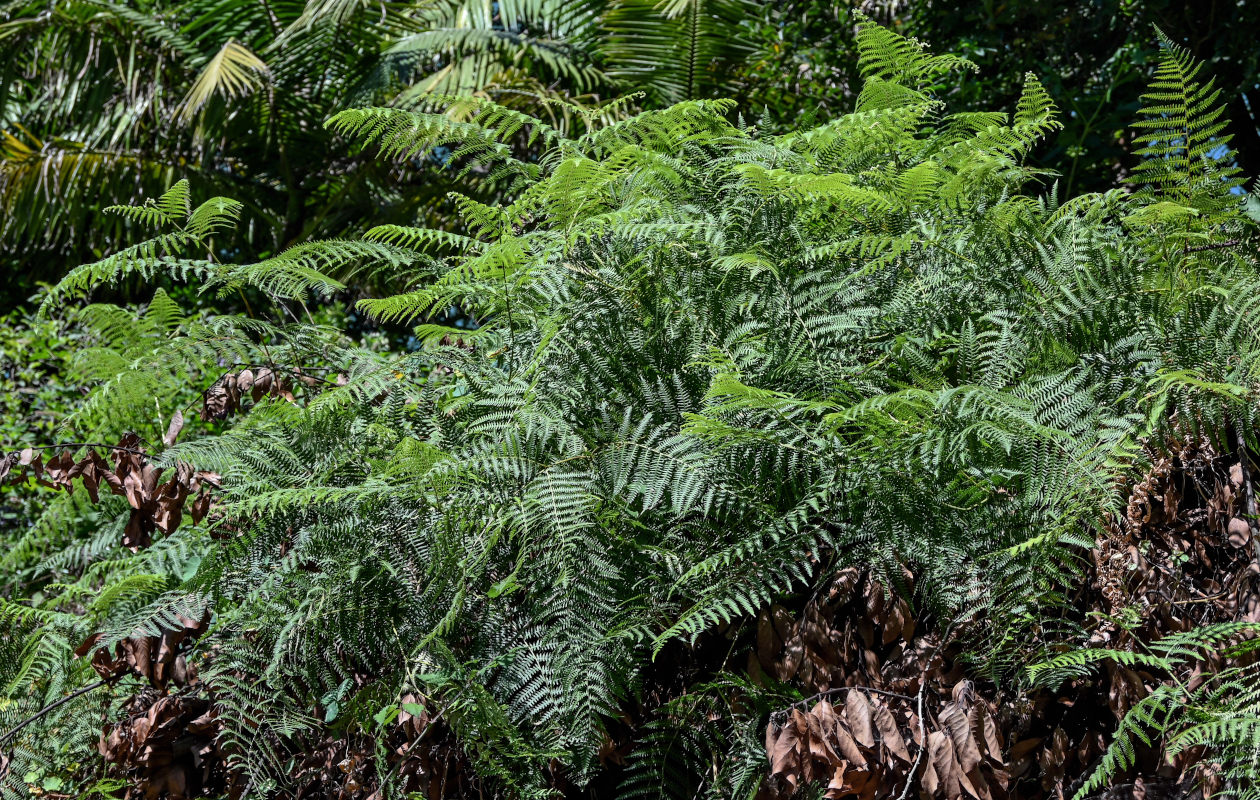 Изображение особи Pteridium aquilinum.