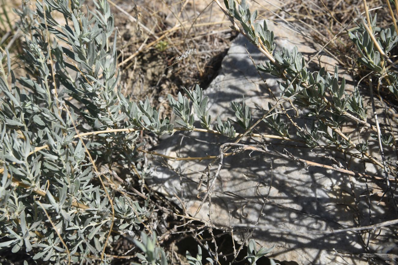 Изображение особи Krascheninnikovia ceratoides.