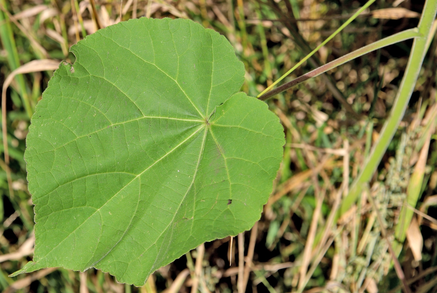 Изображение особи Abutilon theophrasti.