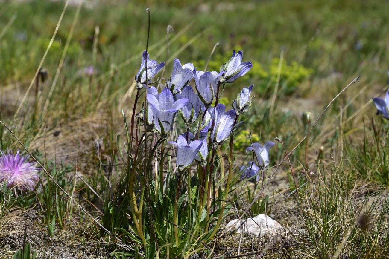 Изображение особи род Campanula.