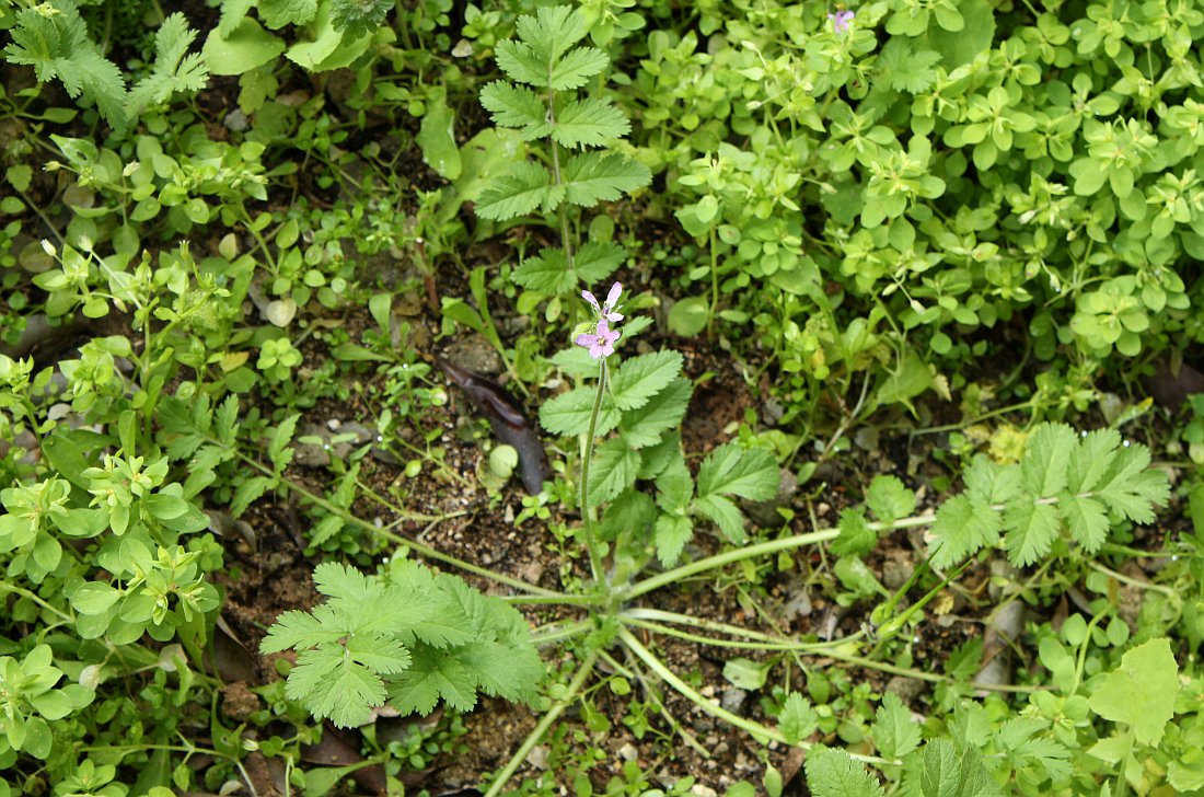 Image of Erodium moschatum specimen.