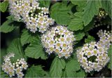 Physocarpus opulifolius. Соцветия (некоторые цветки 6-членные). Московская обл., Раменский р-н, окр. дер. Хрипань, садовый участок. 08.06.2025.