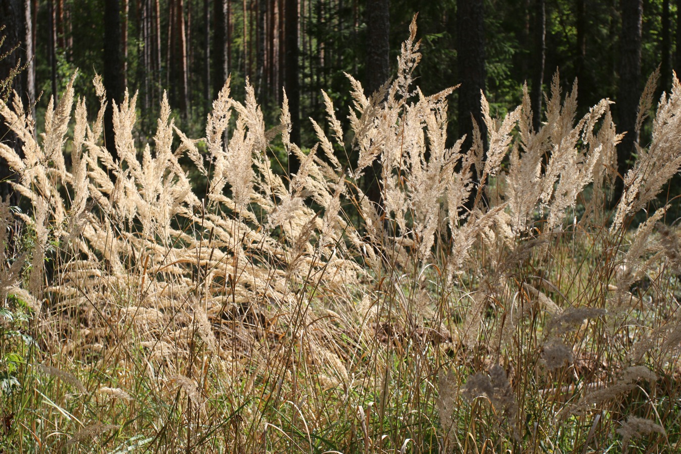 Изображение особи Calamagrostis epigeios.