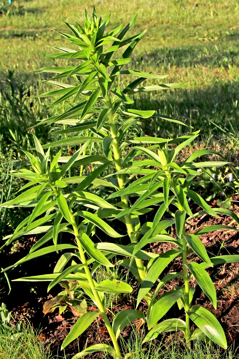Image of Lilium monadelphum specimen.