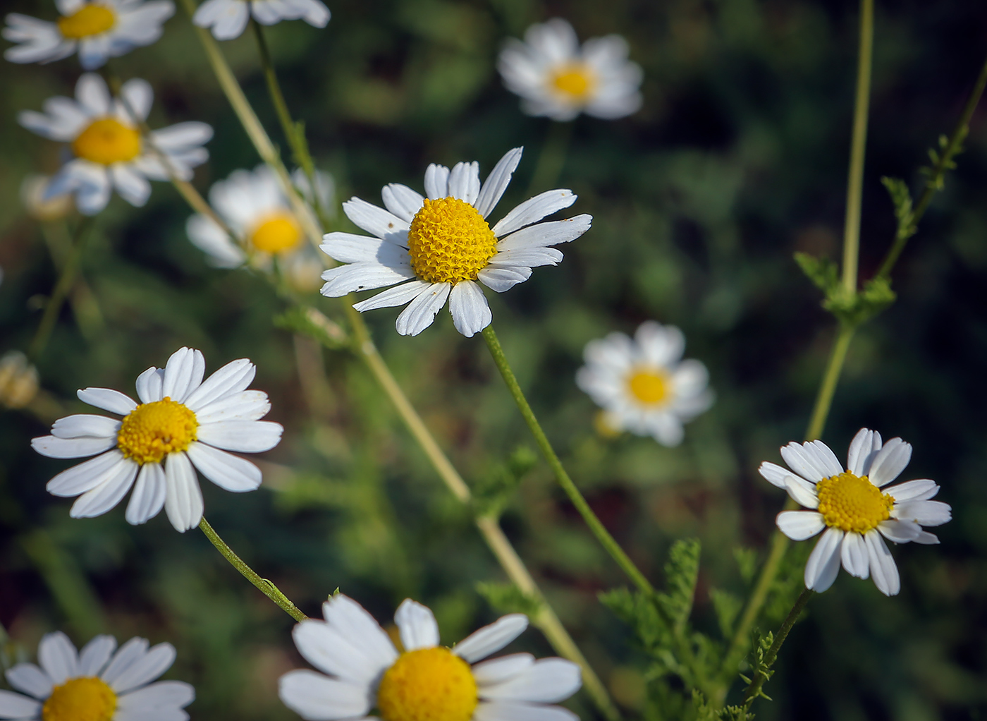 Изображение особи Tripleurospermum inodorum.